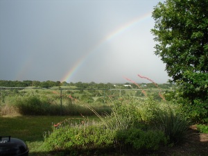 rainbow in backyard